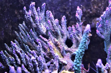 Les coraux acropora