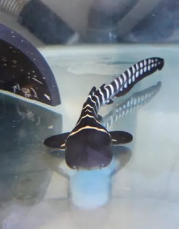 bébé requin zèbre né à nausicaa