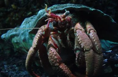 common hermit crab Pagurus bernhardus