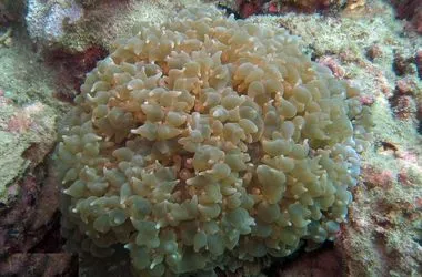 Pearl bubble coral Physogyra 