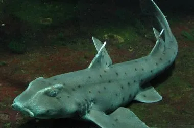 Horn Shark 