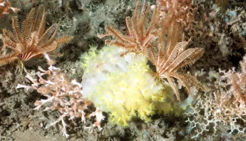 coraux des abysses Ifremer
