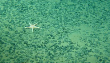 Etoile de mer sur champ de nodules polymétalliques