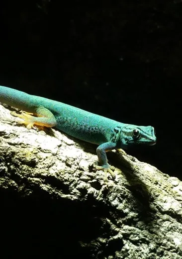 Le gecko de William