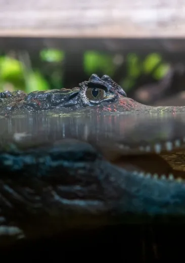 Brilkaaiman Caiman crocodilus