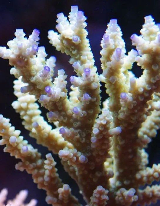 De Acropora-koralen