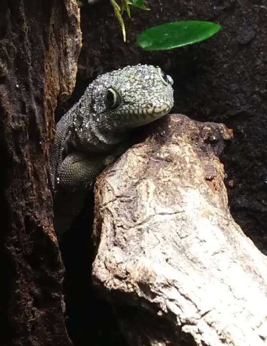 Le gecko de Standing Phelsuma standingi