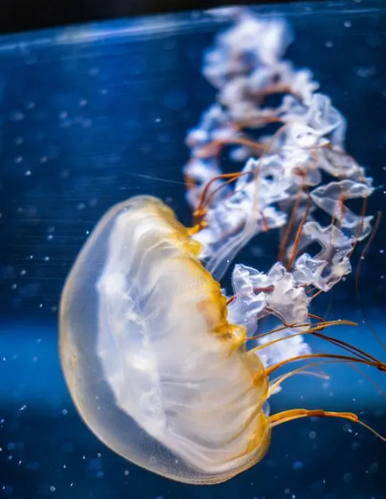 La méduse dorée Chrysaora fuscescens