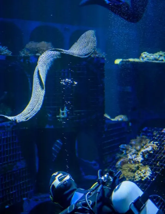 Leopard moray eel Gymnothorax favagineus