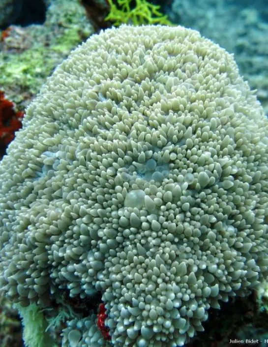 Pearl bubble coral Physogyra 