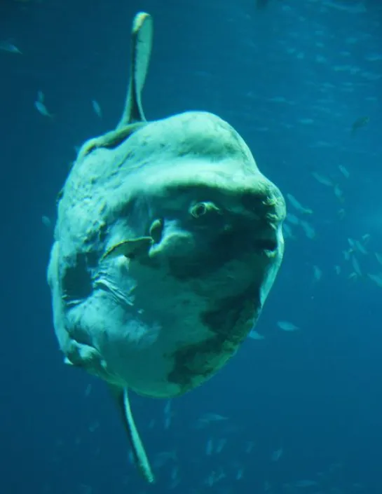 Le poisson-lune Mola mola