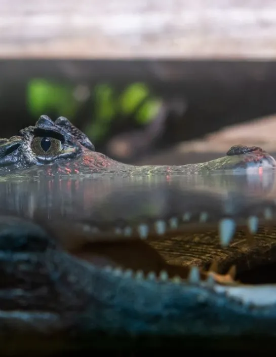 Spectacled caiman Caiman crocodilus