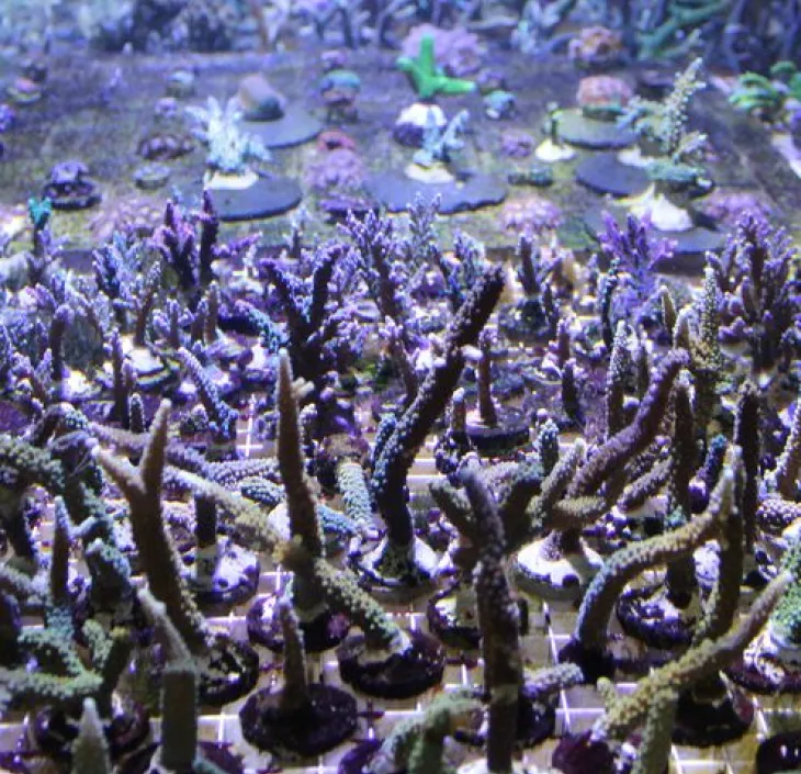 De Acropora-koralen