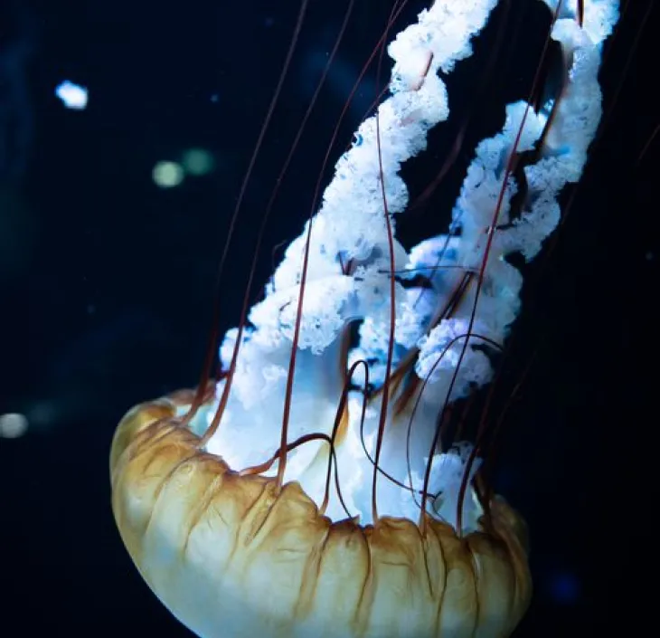 La méduse dorée Chrysaora fuscescens