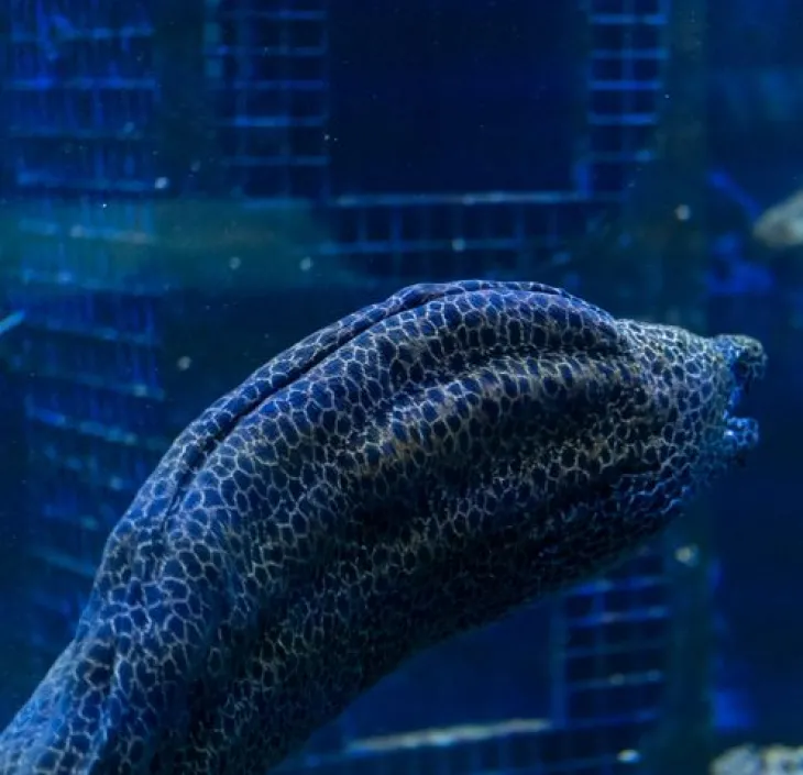Leopard moray eel Gymnothorax favagineus