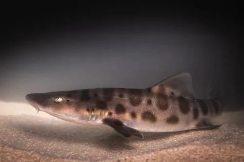 baby leopard shark born at nausicaa