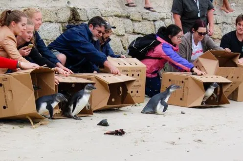 baby penguins released in south africa