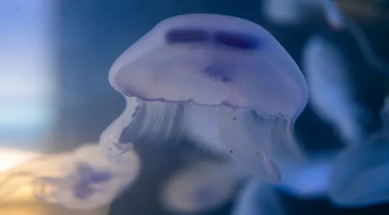 photo de méduse aurélie à nausicaa