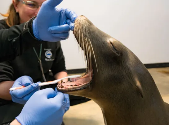 brossage des dents des lions de mer à nausicaa