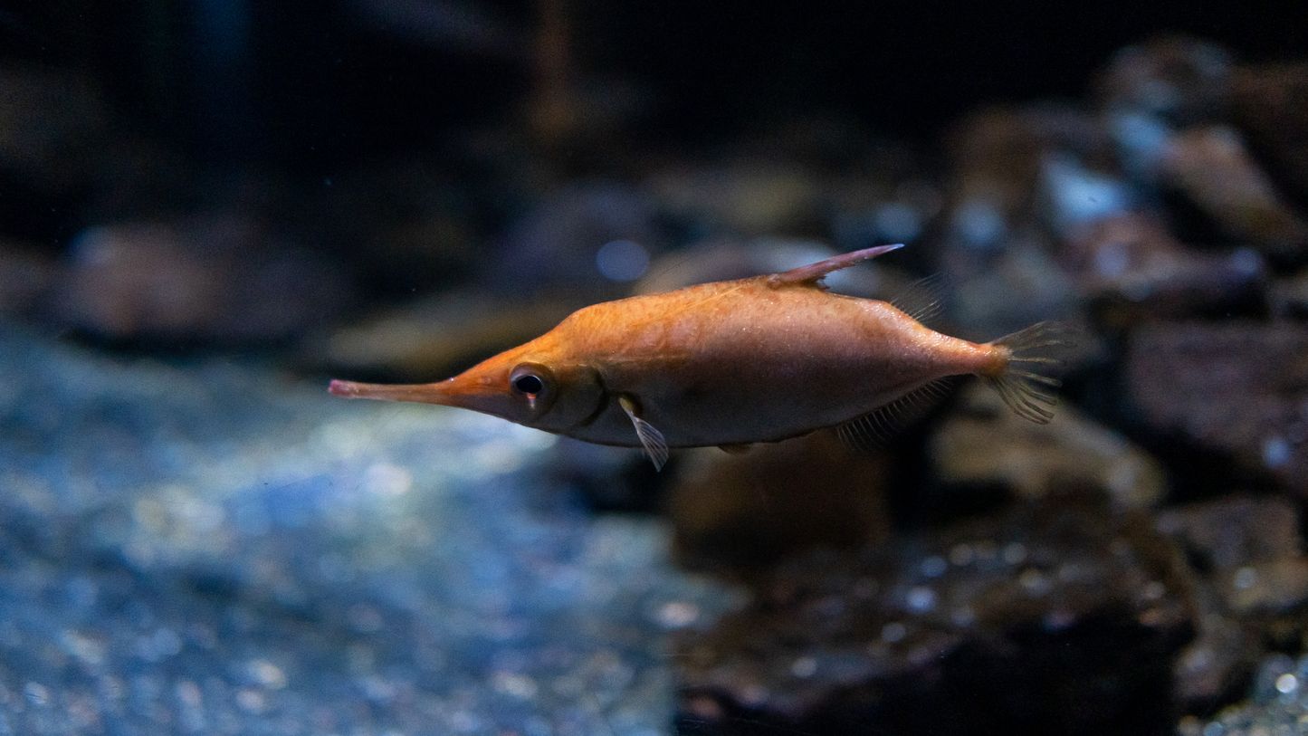 Discover the Slender snipefish | Nausicaa