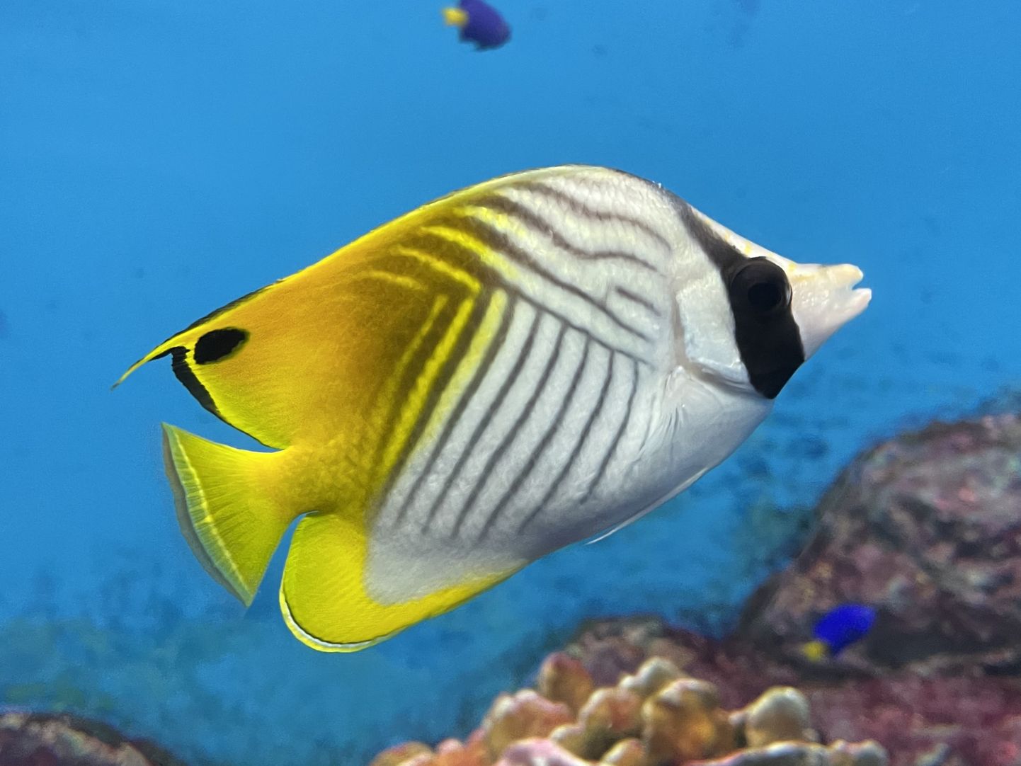 Threadfin Butterflyfish Chaetodon Auriga Nausicaa Threadfin Butterflyfish Chaetodon Auriga Nausicaa