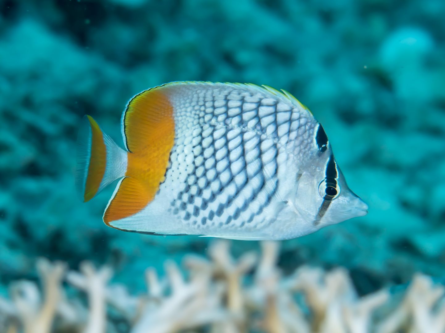 Le poisson-papillon à filet perlé Chaetodon xanthurus | Nausicaa