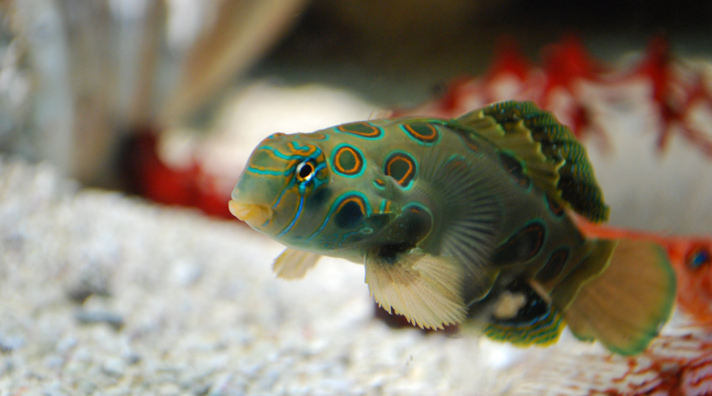 Picturesque dragonet Synchiropus picturatus | Nausicaa