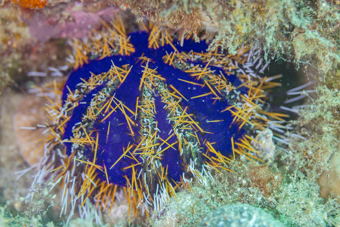 L'oursin bonnet de prêtre Tripneustes gratilla | Nausicaa