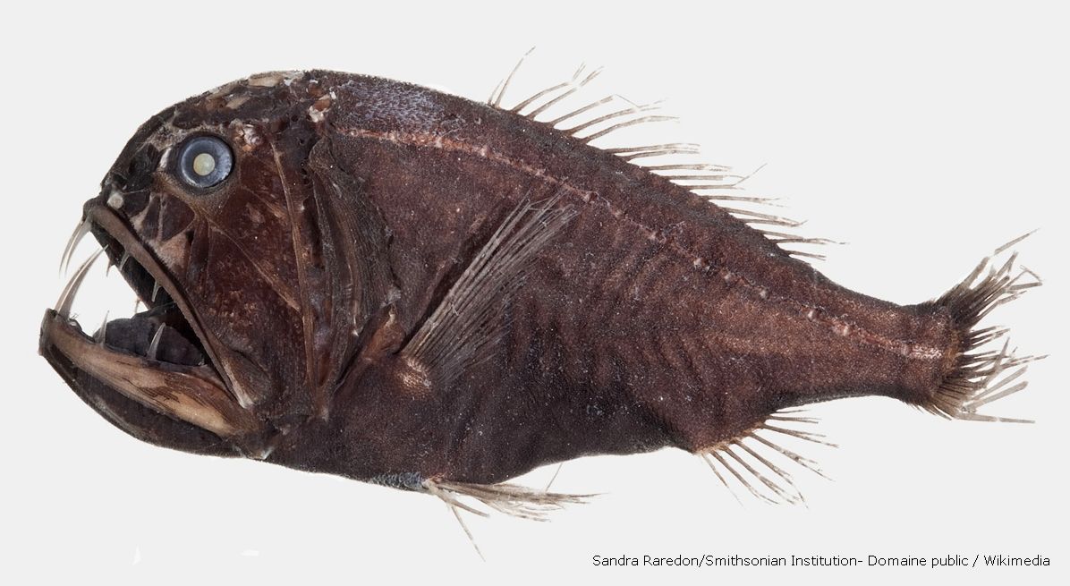 Do the animals of the deep deserve their frightening names? | Nausicaa