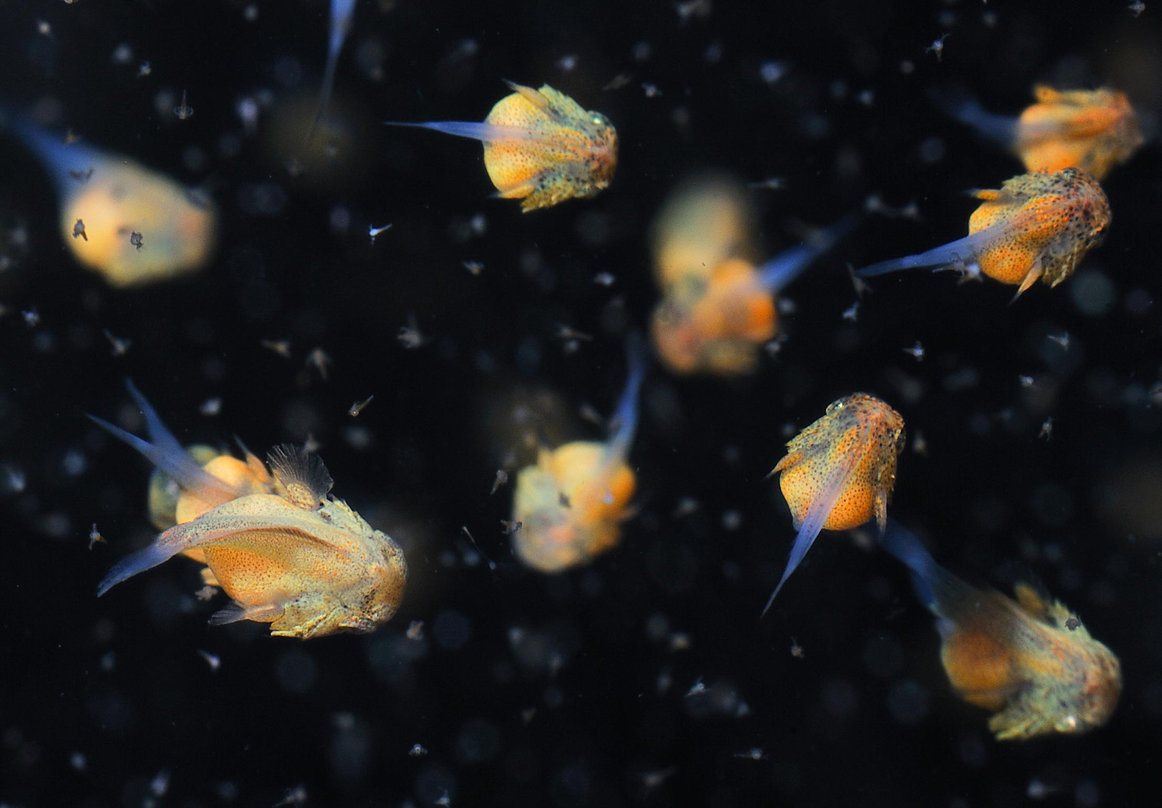 Why don't young fish look like adults? | Nausicaa