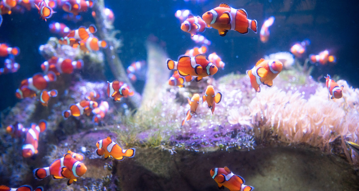 How are fish names created? | Nausicaa