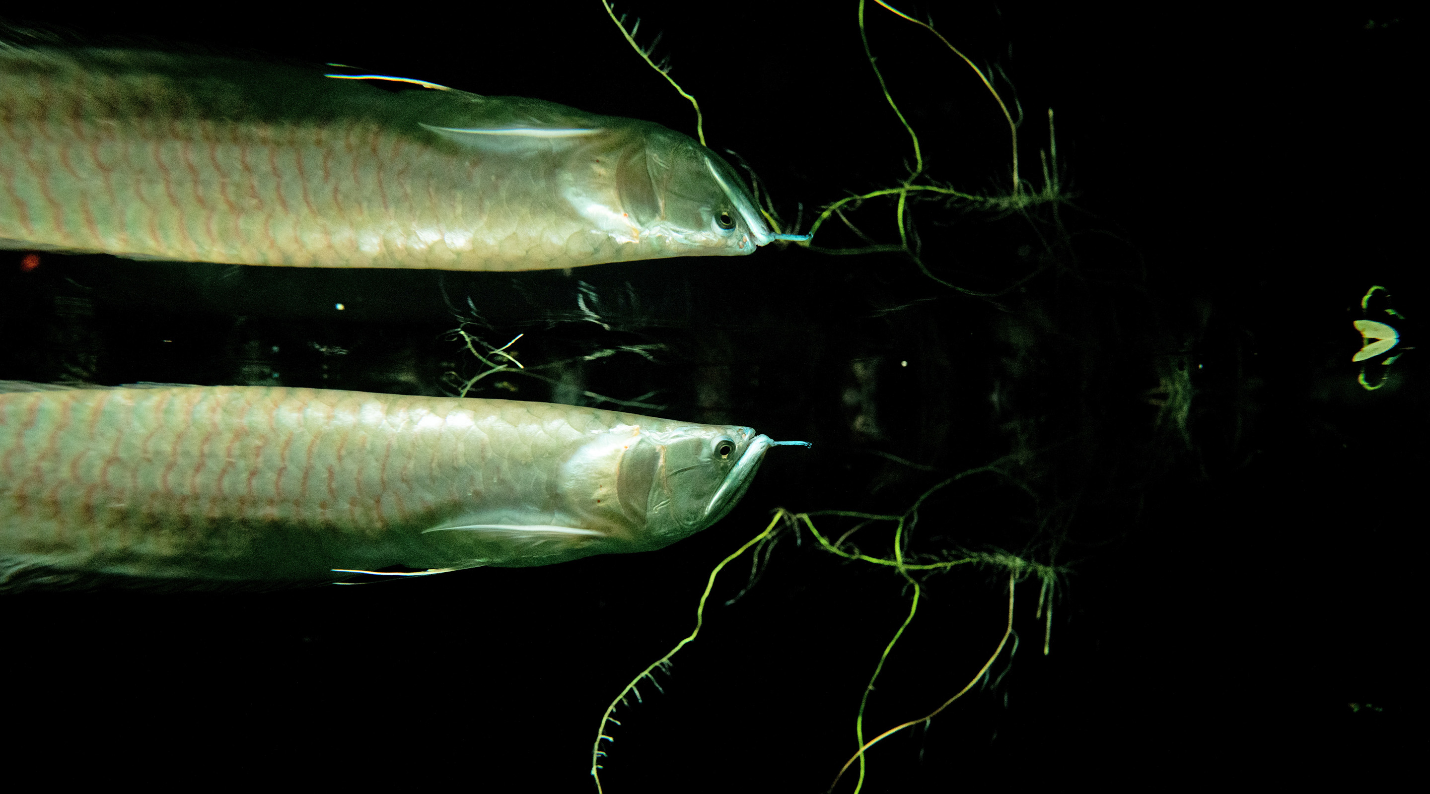 Training the arowanas | Nausicaa