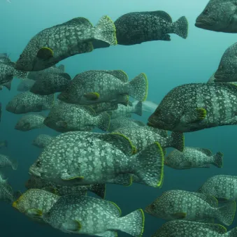 banc de mérous ile de malpelo