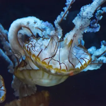 méduse dorée à nausicaa