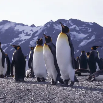 Manchot empereur, quels animaux en Antarctique ?