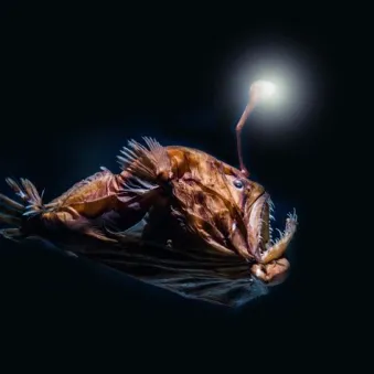 baudroie des abysses