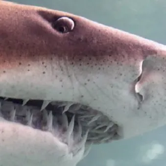 dents de requin taureau