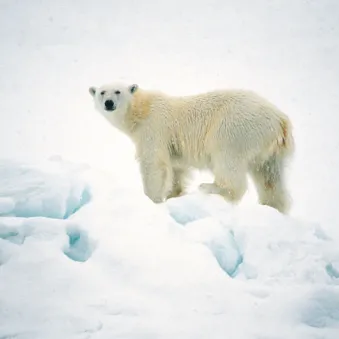 quelles menaces pour l'ours polaire ?