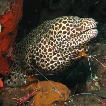 murène et crevette nettoyeuse