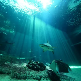 requin gris dans le grand bassin de la haute mer à nausicaa