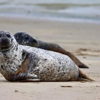 phoque veau marin sur la côte d'opale