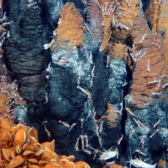 crevette rimicaris Ifremer abysses