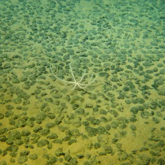 Nodules polymétalliques