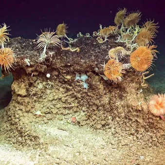 Faune abyssale ifremer