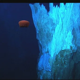 Méduse de profondeur NOOA