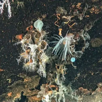 Pacifique SW_Ifremer