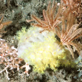 coraux des abysses Ifremer