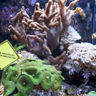 poisson-clown né à Nausicaa