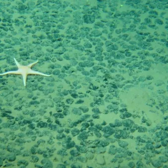 Etoile de mer sur champ de nodules polymétalliques