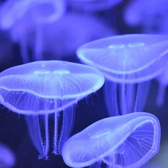 Méduse aurélie Aurelia aurita